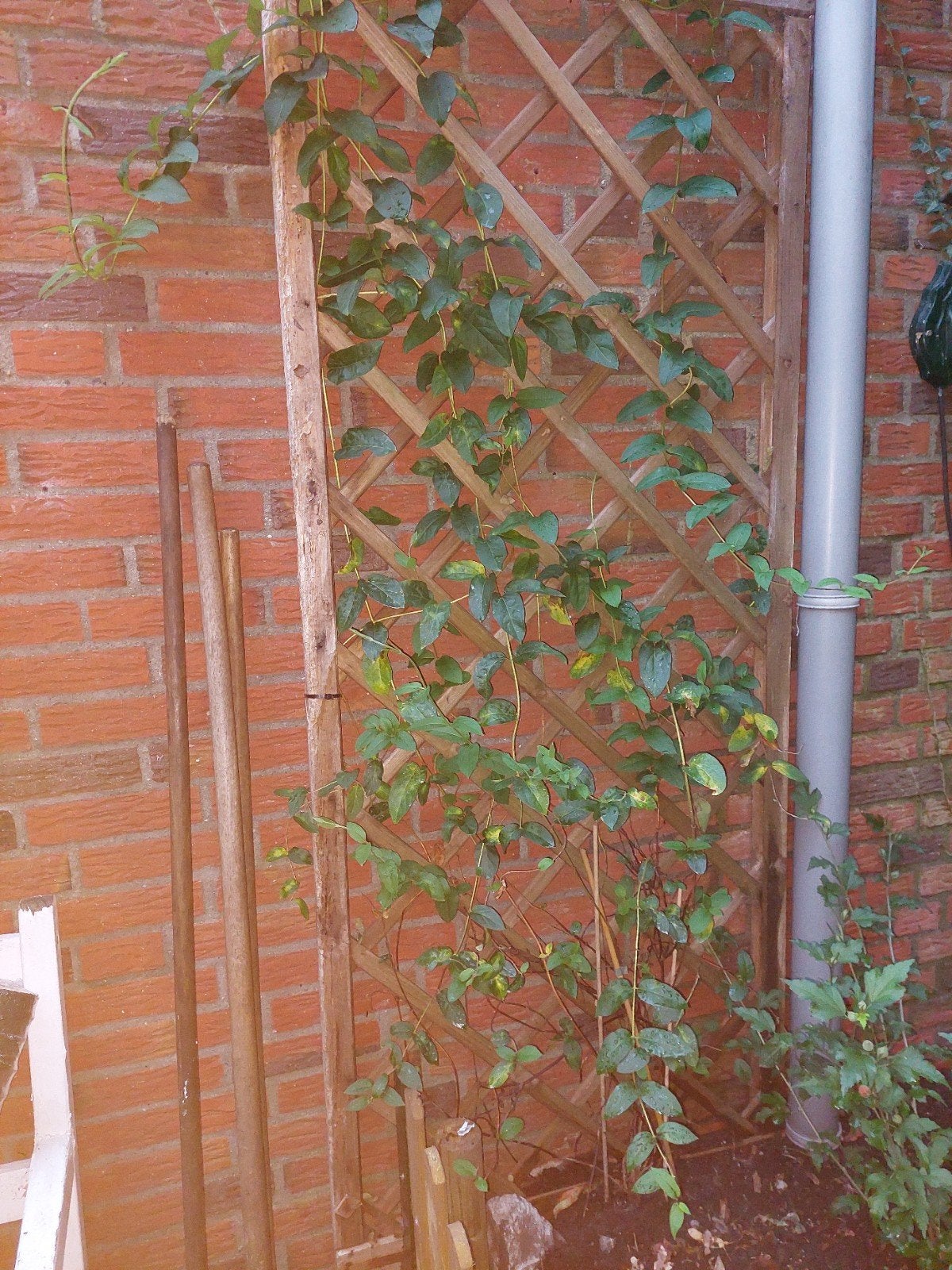 kamperfoelie GRATIS, Tuin en Terras, Planten | Bomen, Ophalen, Volle zon, Overige soorten, Minder dan 100 cm