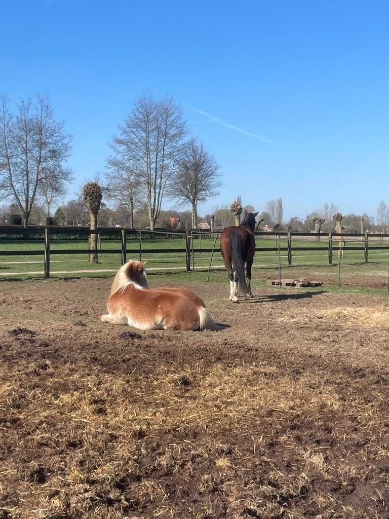 Verzorger gezocht didam!, Ophalen of Verzenden
