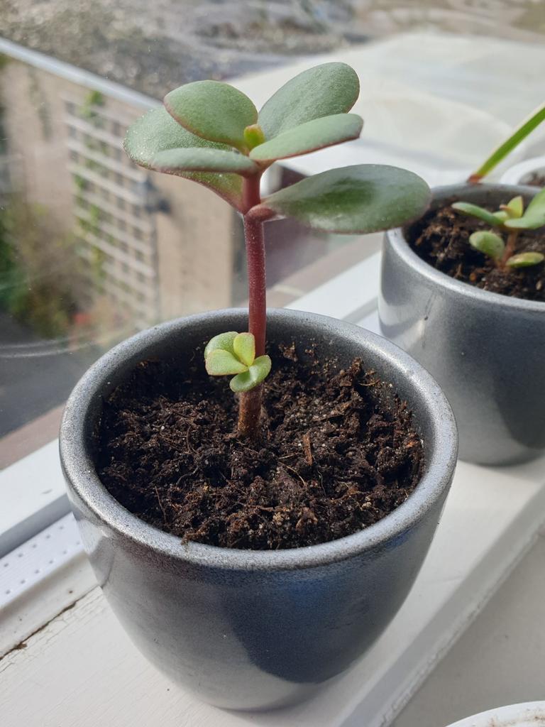 Diverse Kamerplant Stekjes - Creëer je eigen groene oase!, Ophalen of Verzenden, Halfschaduw, Minder dan 100 cm