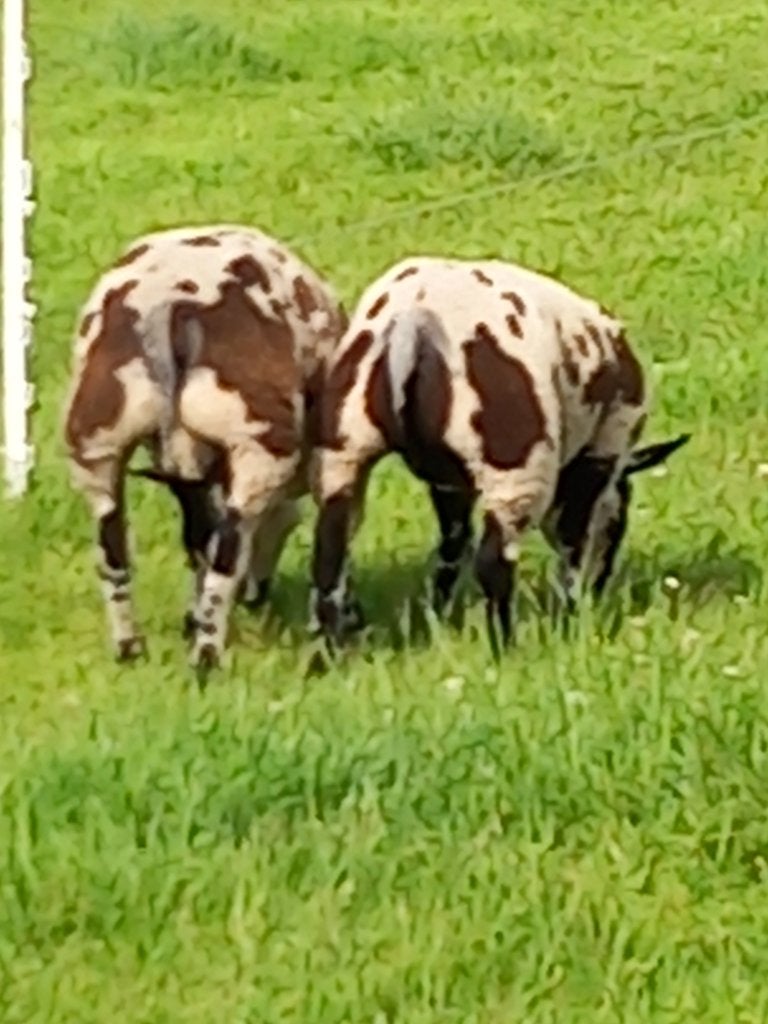 bonte lammeren, Meerdere dieren, Schaap, 0 tot 2 jaar