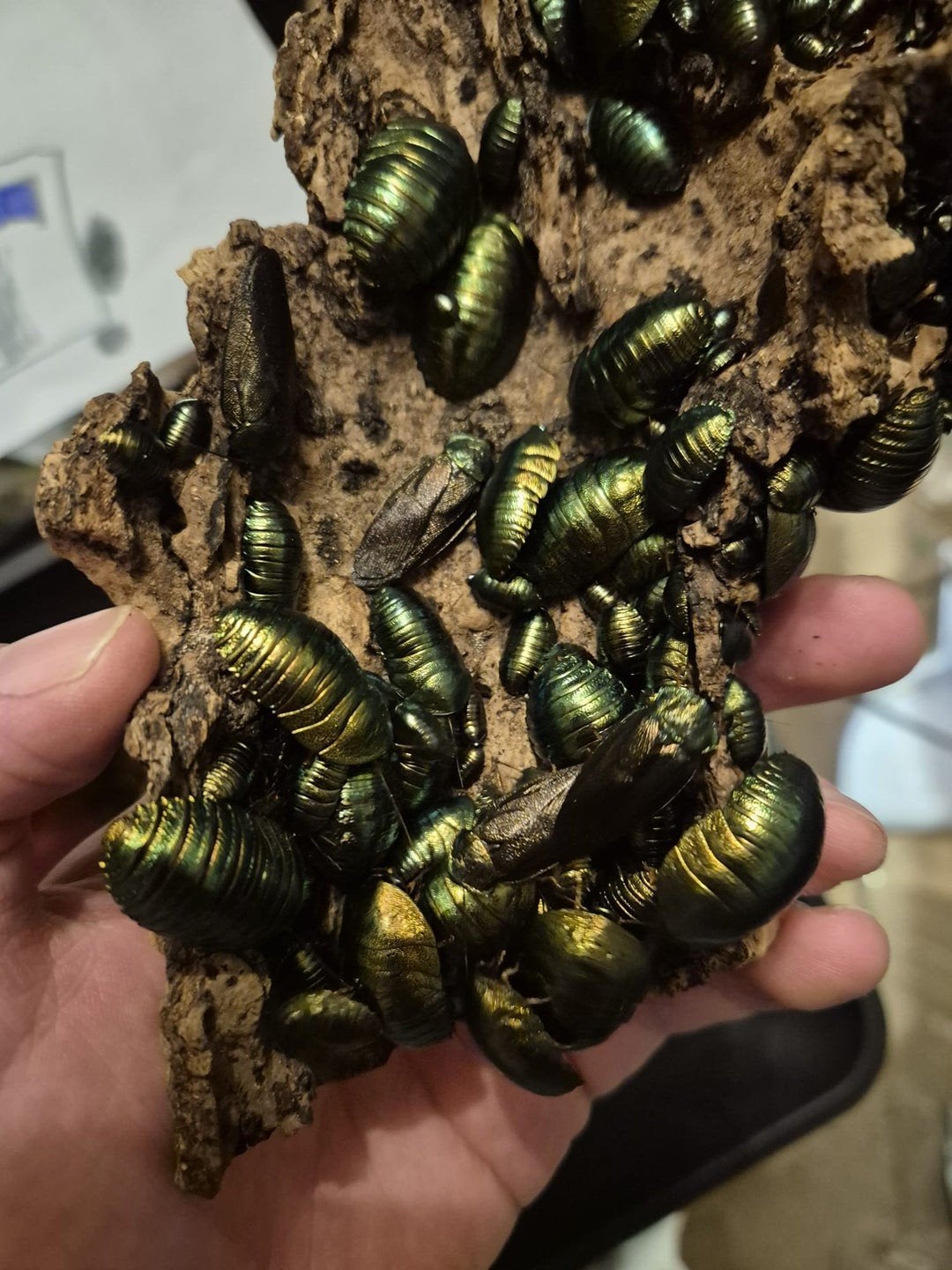 Pseudoglomeris magnifica, smaragd kakkerlak, Overige soorten