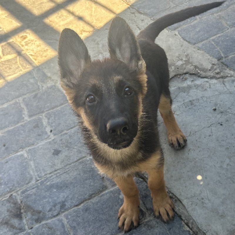 ACE: Pimiento is een gekke, vrolijke pup, Dieren en Toebehoren, Particulier, Reu, 8 tot 15 weken, Buitenland