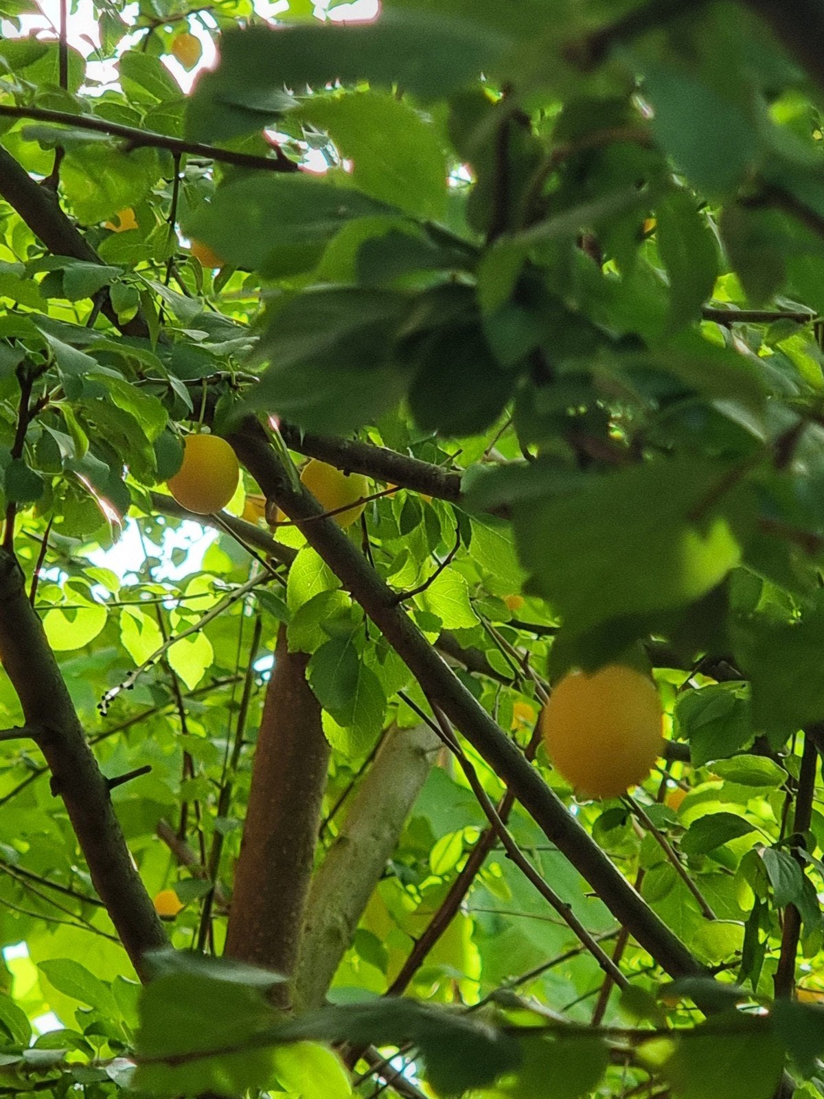 Fruitboom, Tuin en Terras, Ophalen of Verzenden, Lente