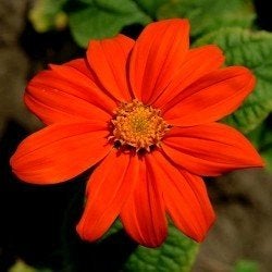 Zaden Tithonia rotundifolia, Ophalen of Verzenden, Volle zon
