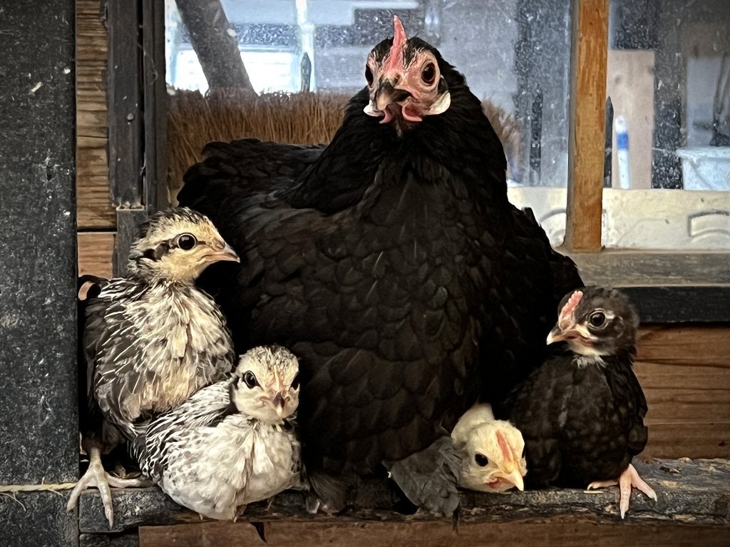 Hollandse krielkuikens, Dieren en Toebehoren, Pluimvee, Meerdere dieren, Kip