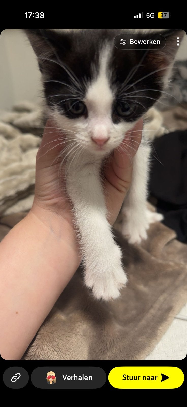 4 lieve poesjes mogen vanaf volgende week vrijdag weg, Poes