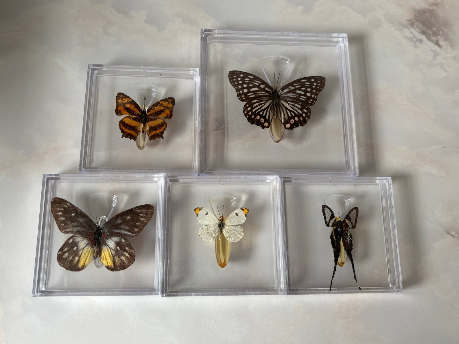 5 mooie vlinders in display doosjes, Ophalen of Verzenden