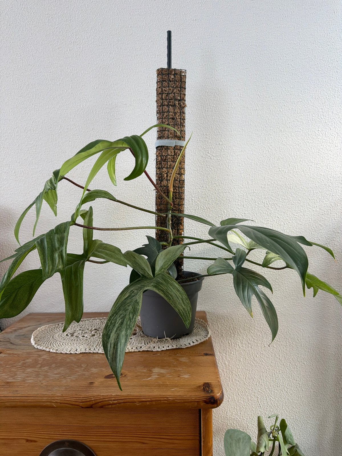 Philodendron Florida Ghost, Huis en Inrichting, Kamerplanten, Ophalen