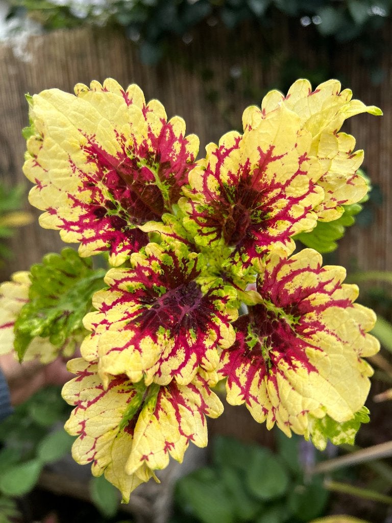 Coleus topstek️✂️, Overige soorten, Minder dan 100 cm, Bloeiende kamerplant, Halfschaduw