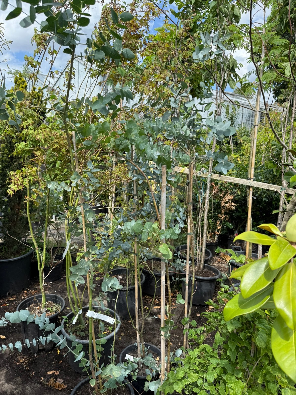 Eucalyptus planten /spillen. Hoog 175/200 nu 19,95 pst, Volle zon, Vaste plant, Bloeit niet, Ophalen
