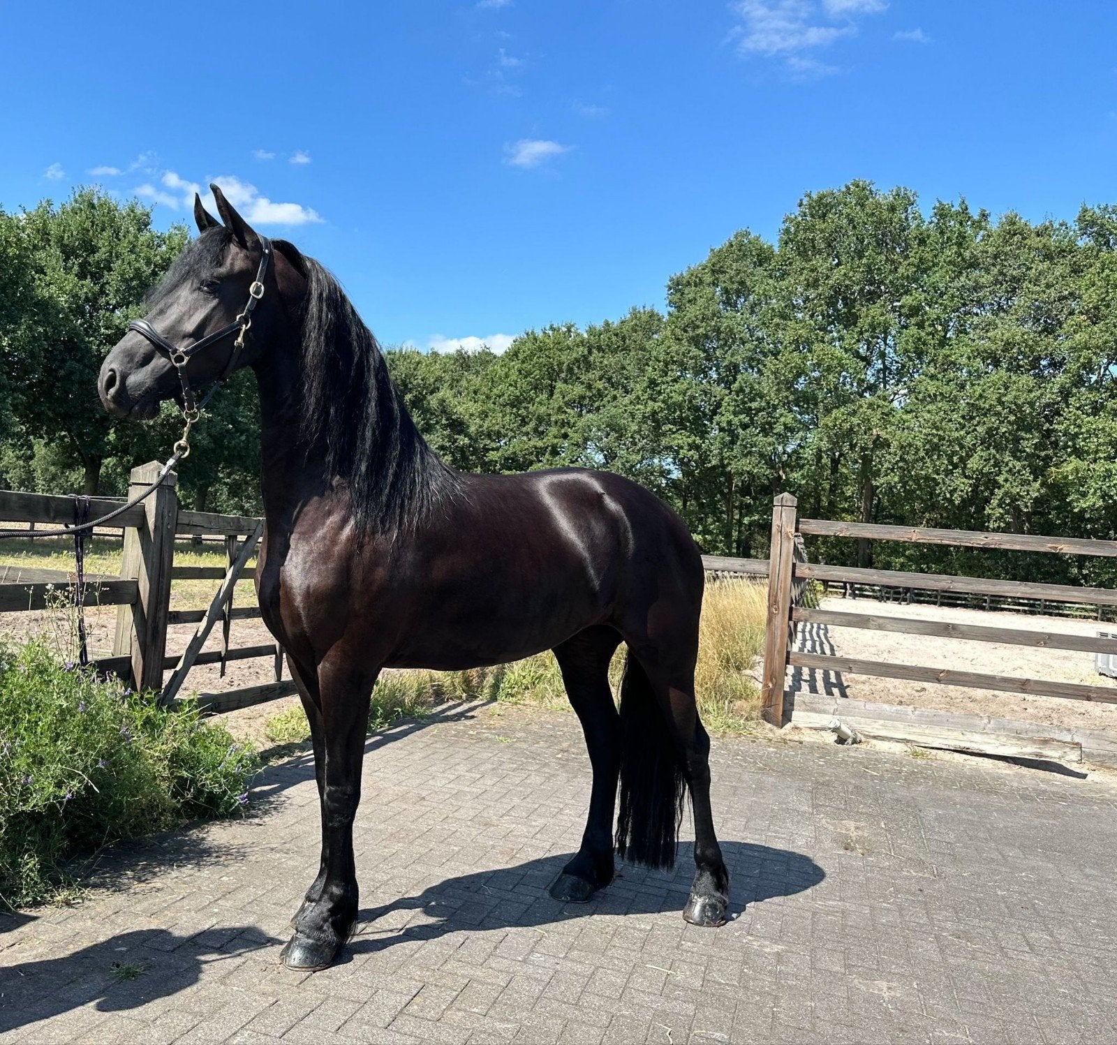 Twee mooie Friese merries te koop: 3 jarige en 4 jarige, Dieren en Toebehoren, Merrie, Met stamboom, Zadelmak, 3 tot 6 jaar