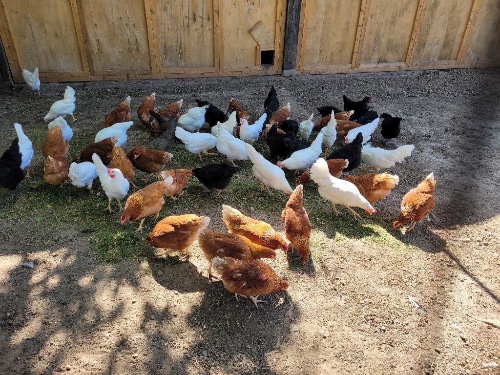 Legkippen / leghennen, Isa brown, Nera, Leghorn, Dieren en Toebehoren, Pluimvee, Vrouwelijk, Kip