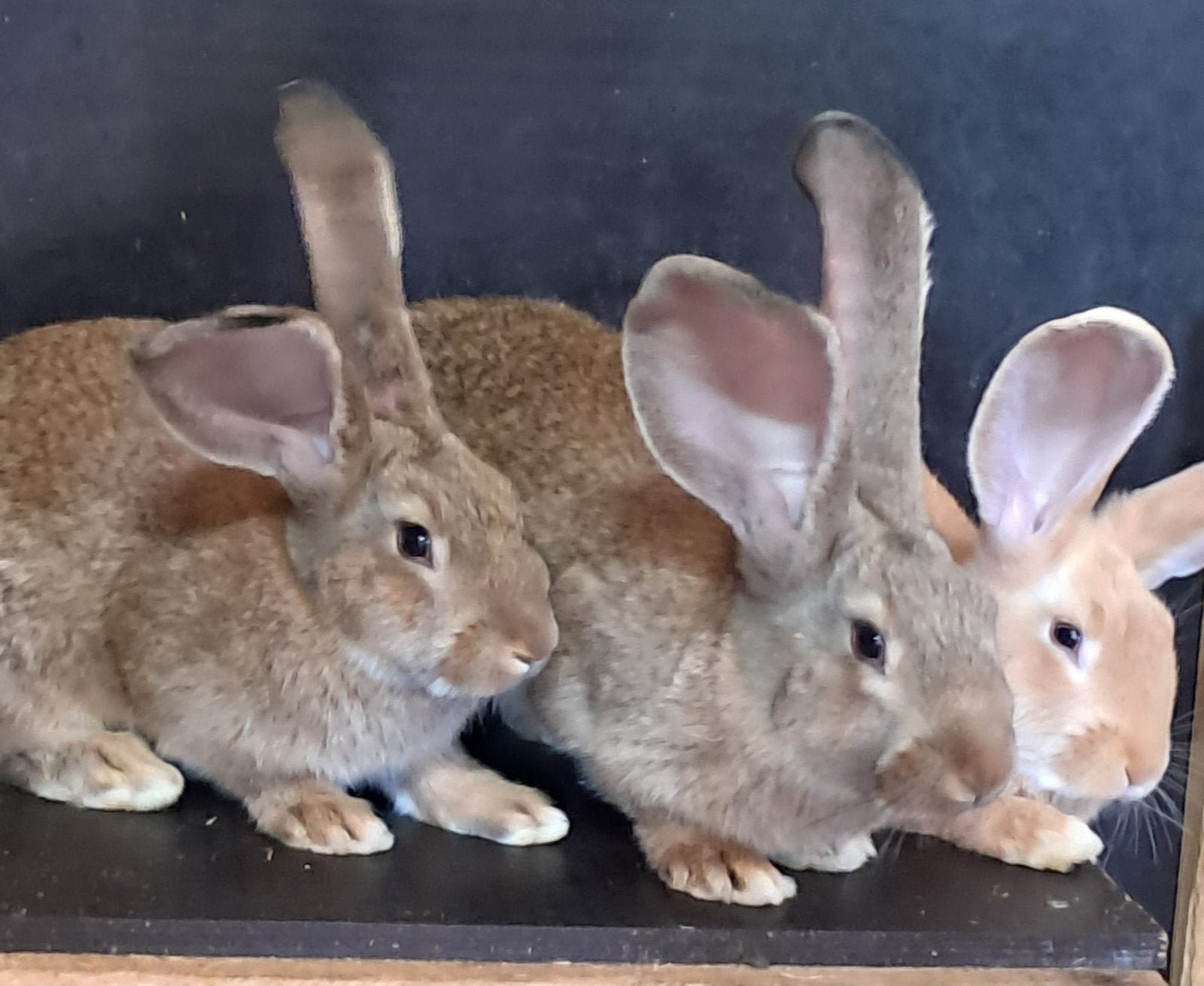 Lieve tamme vlaamse reus jongen, Dieren en Toebehoren, Meerdere dieren, Groot