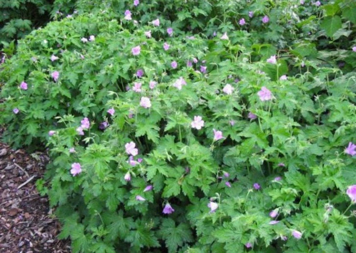 Vaste planten: geranium endressi, ooievaarsbek, p9, Tuin en Terras, Planten | Tuinplanten, Bodembedekkers, Volle zon, Vaste plant