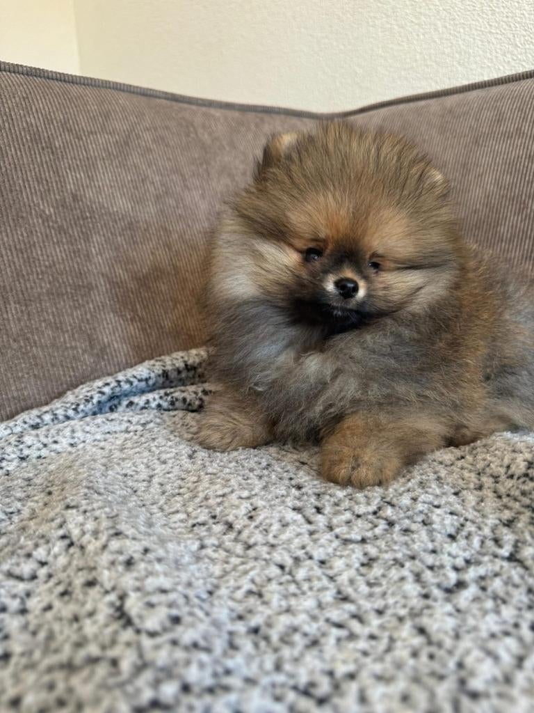 Pomeriaan Reutje Bearface Pup, Keeshond, Reu, 8 tot 15 weken, Parvo