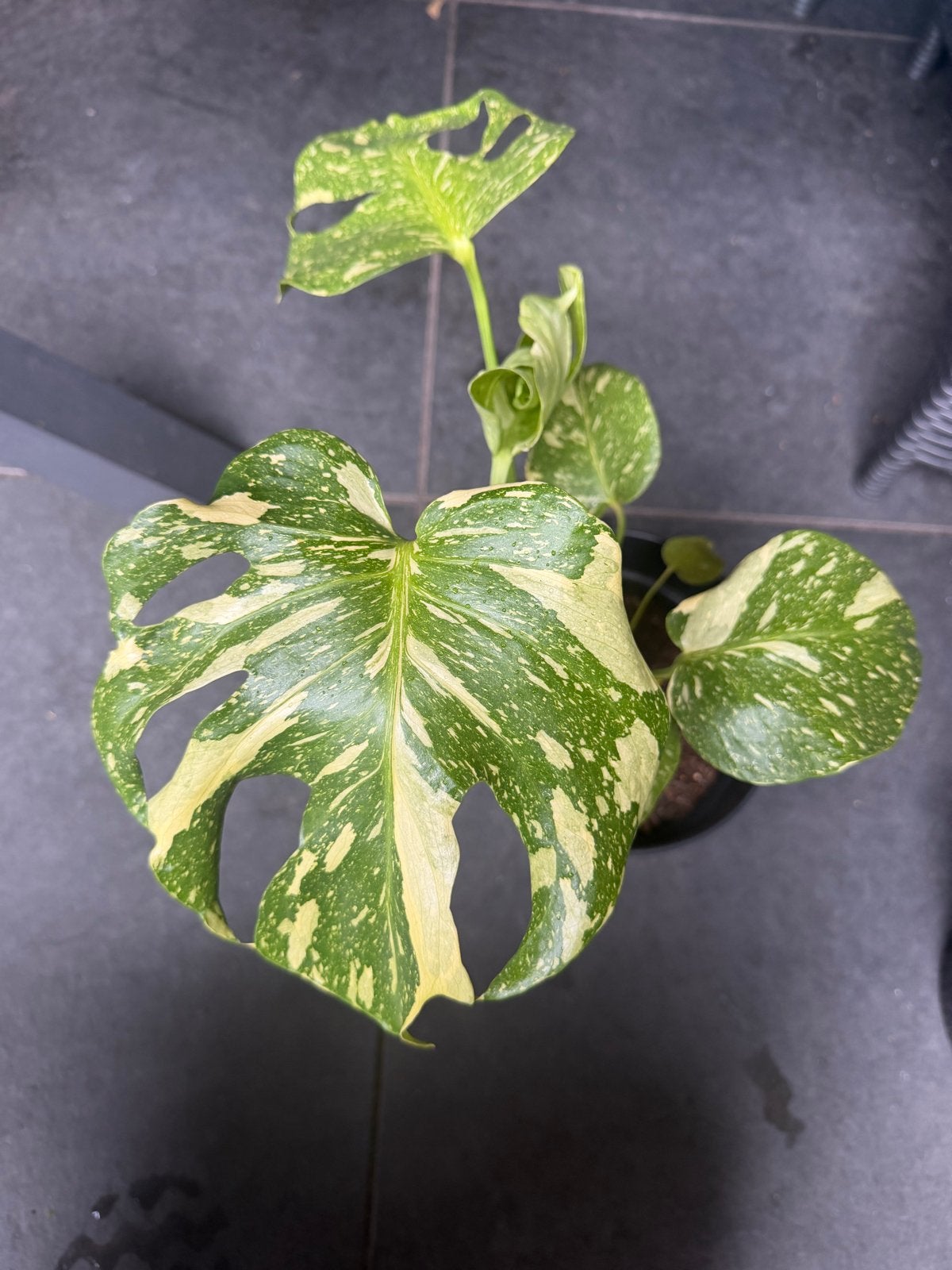 Monstera Deliciosa 'Electrolight' - Zeldzame Variegata, Overige soorten, Vaste plant, Ophalen of Verzenden, Bloeit niet