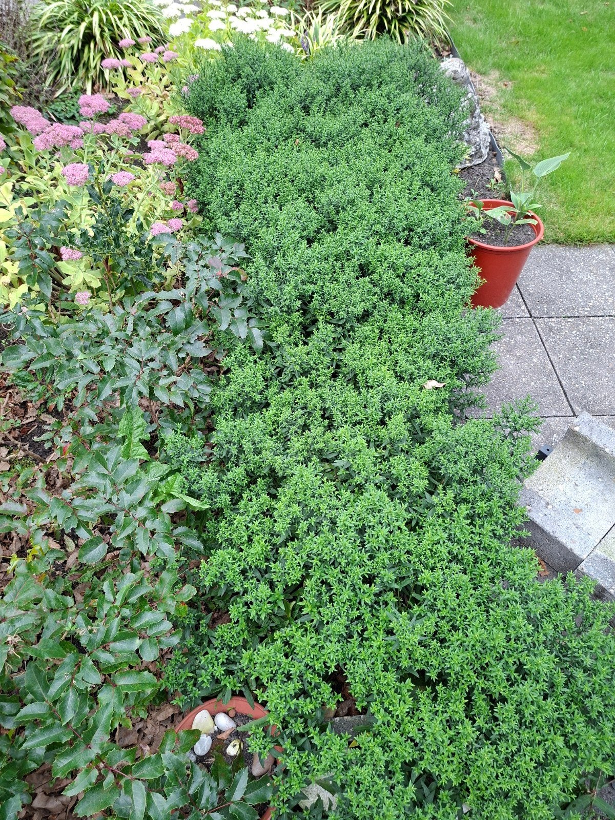 Struikkamperfoelie (Lonicera nitida), Ophalen, Overige soorten, Minder dan 100 cm