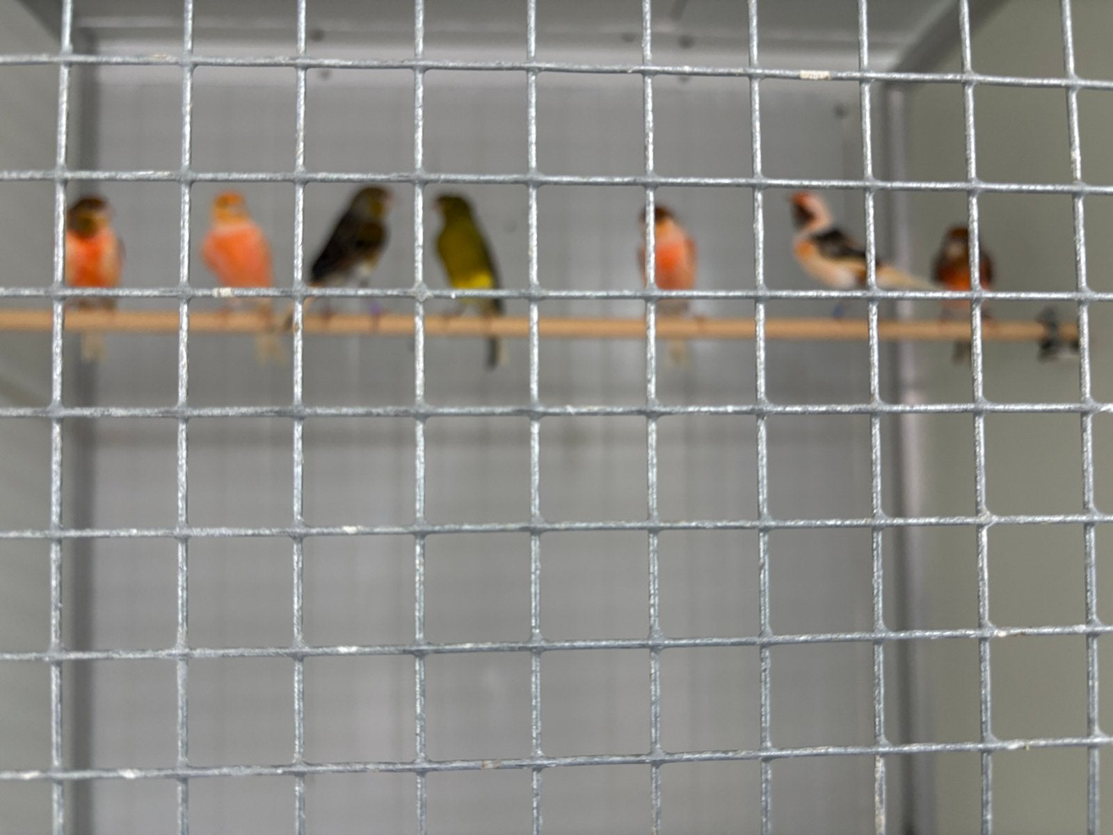 Hallo ik heb nog 16 harlekijn kanaries te koop 2026, Meerdere dieren, Kleurkanarie