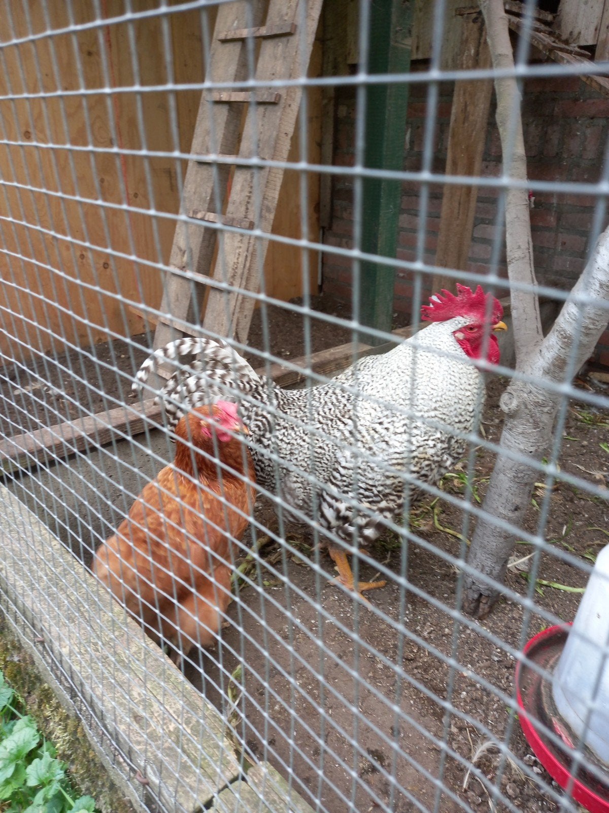 Jonge amrock haan gratis, Dieren en Toebehoren, Pluimvee, Mannelijk, Kip
