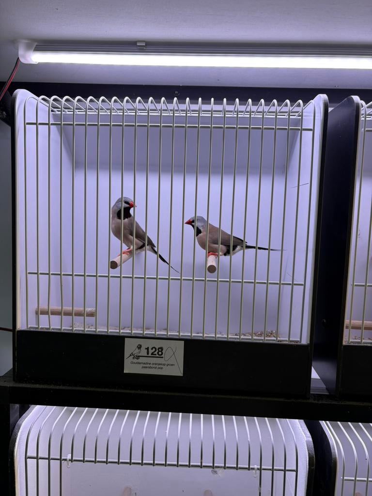 Spitsstaartamadine mannen, Dieren en Toebehoren, Mannelijk, Tropenvogel, Geringd