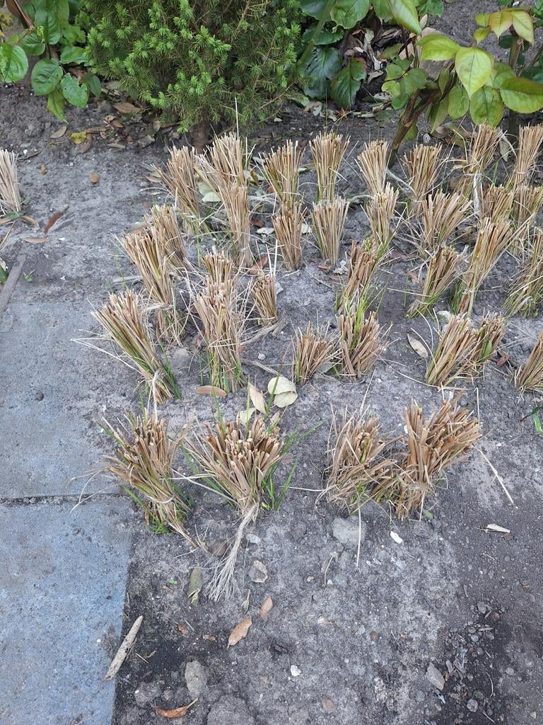 Lampenpoetsersgras, Tuin en Terras, Ophalen, Siergrassen