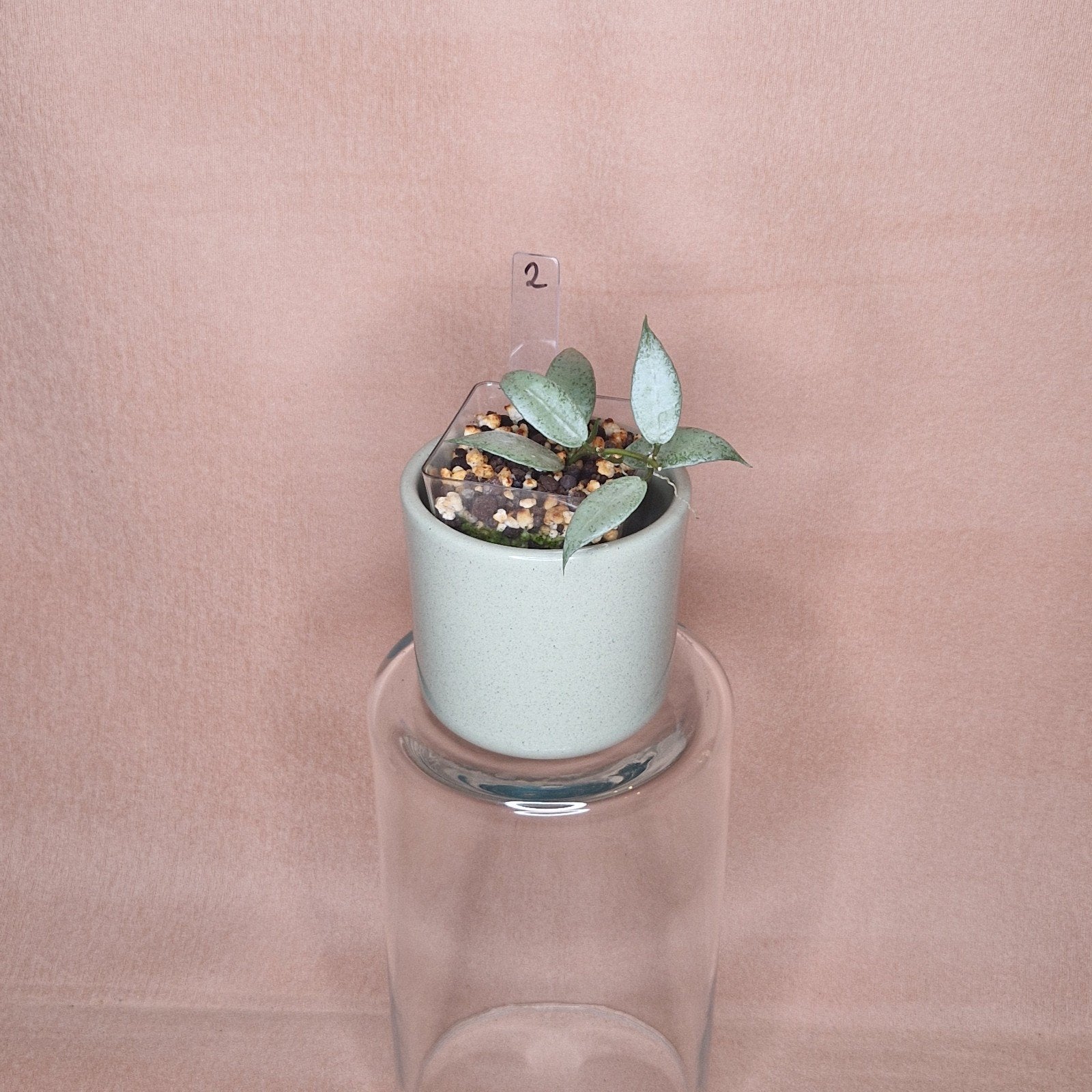 Hoya Lacunosa White Pearl 2, Verzenden, Overige soorten, Halfschaduw, Minder dan 100 cm