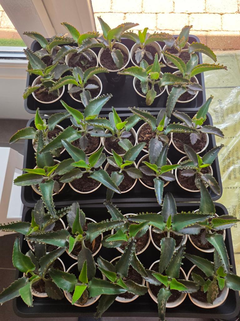 Moeder van Duizenden stekjes, Ophalen, Vetplant, Halfschaduw, Minder dan 100 cm