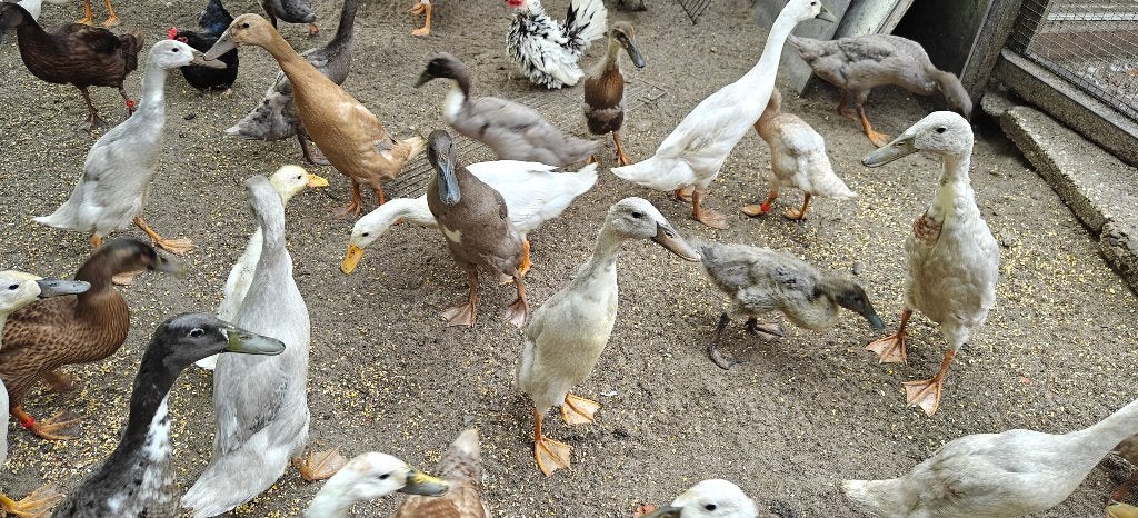 Loopeenden (volwassen), Dieren en Toebehoren, Pluimvee, Meerdere dieren, Eend