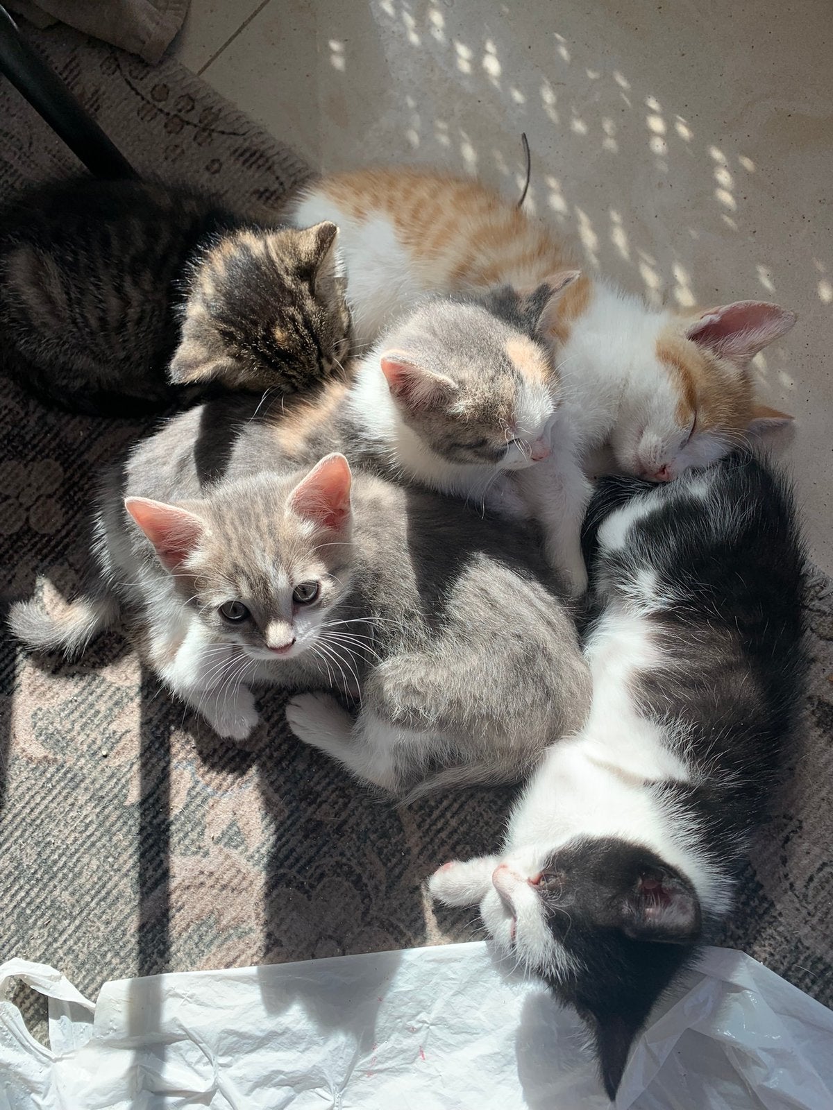 Op zoek naar een liefdevolle kitten(s) ?, Poes, Ontwormd, 0 tot 2 jaar