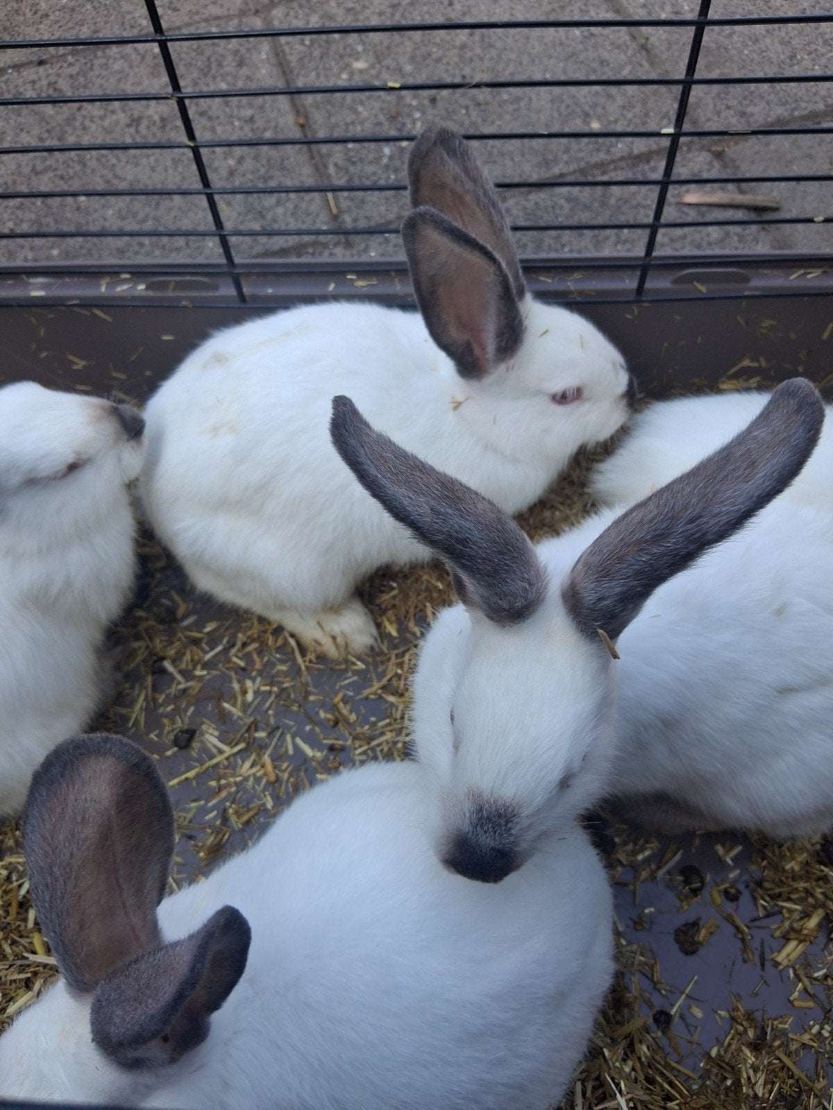 californiër konijnen, Dieren en Toebehoren, Konijnen, Meerdere dieren, Middelgroot, 0 tot 2 jaar