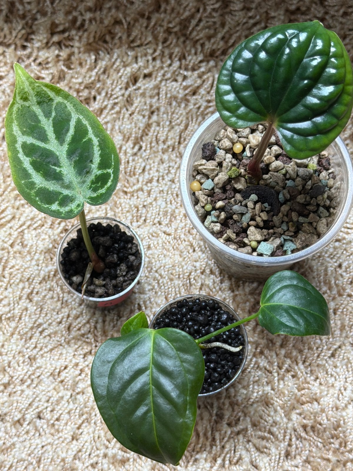 Anthurium set babyplantjes, Huis en Inrichting, Ophalen of Verzenden, Halfschaduw, Minder dan 100 cm