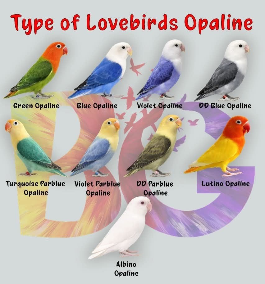 GEZOCHT  opaline fischeri s, Dwergpapegaai of Agapornis, Geringd