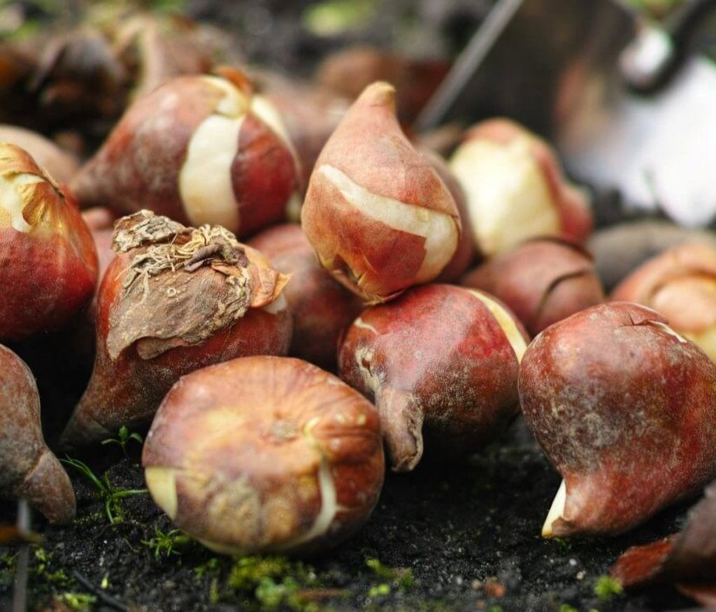 Tulpenbollen, Ophalen of Verzenden, Najaar, Volle zon, Bloembol