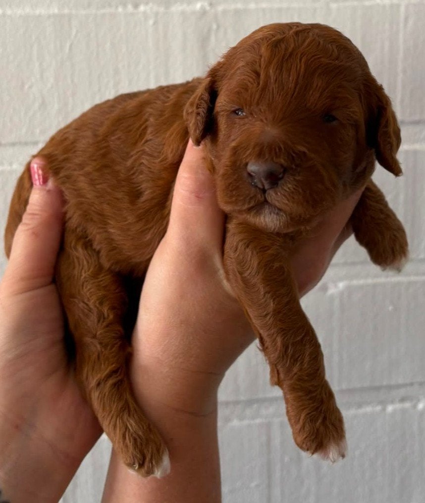 Mini /kleine medium Australian Labradoodle pups, 8 tot 15 weken, Meerdere, Meerdere dieren, Nederland