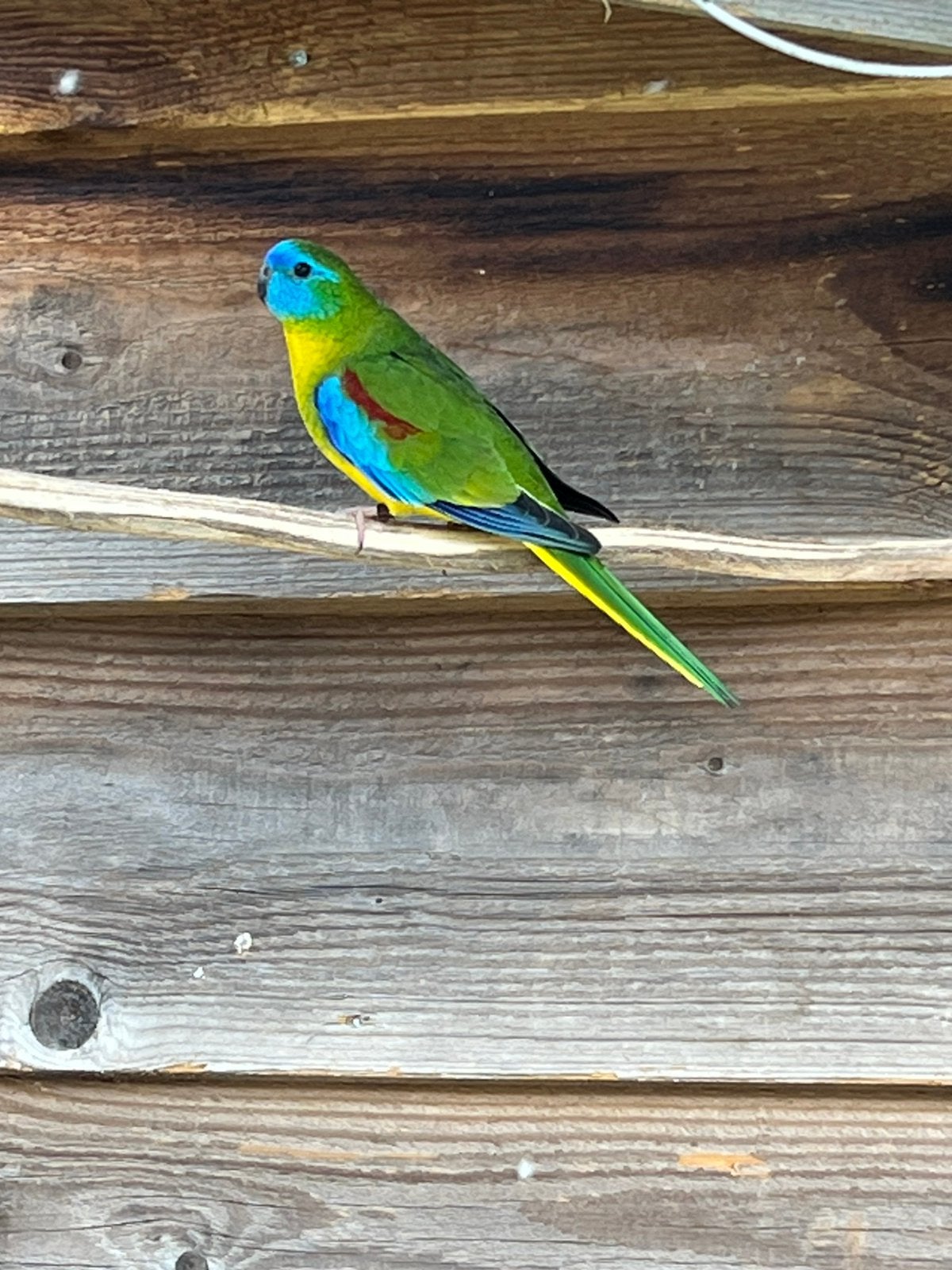 Turquoisineparkieten te koop, Meerdere dieren, Parkiet
