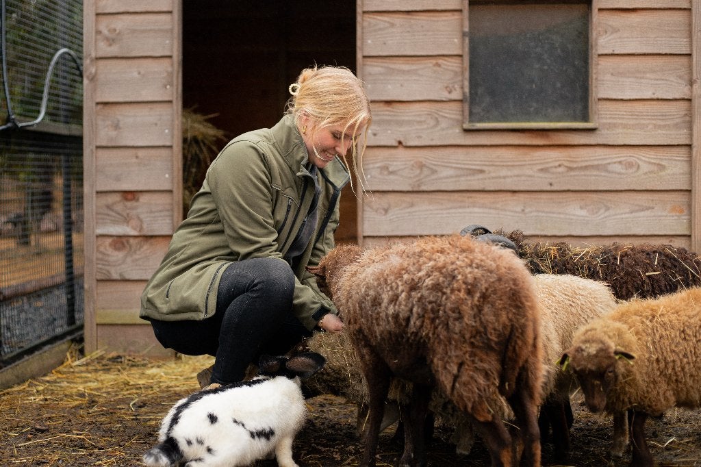 Quessant schapen | Kleine schapen | Deskundig advies, Vrouwelijk, Schaap