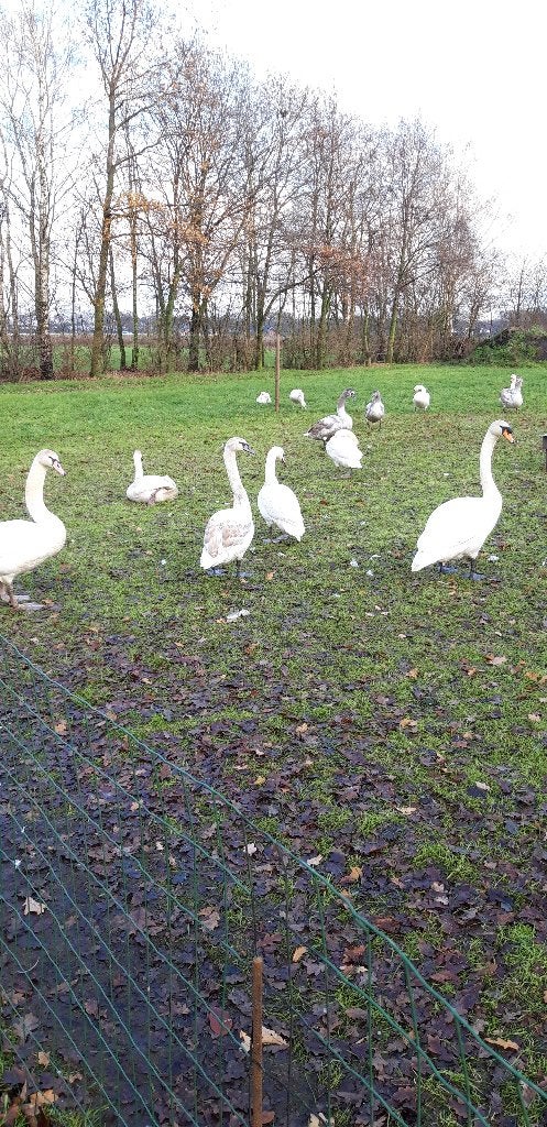 Knobbelzwanen Zwanen Ganzen en Siereenden., Dieren en Toebehoren, Pluimvee, Meerdere dieren, Gans of Zwaan
