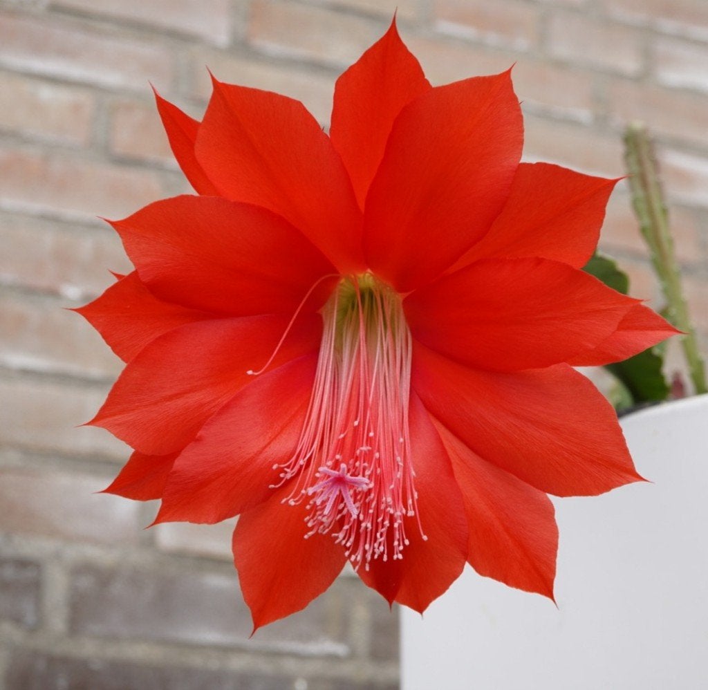 epiphyllum cactus ackermannii gewortelde stekken, Minder dan 100 cm, Bloeiende kamerplant, Halfschaduw, Ophalen of Verzenden