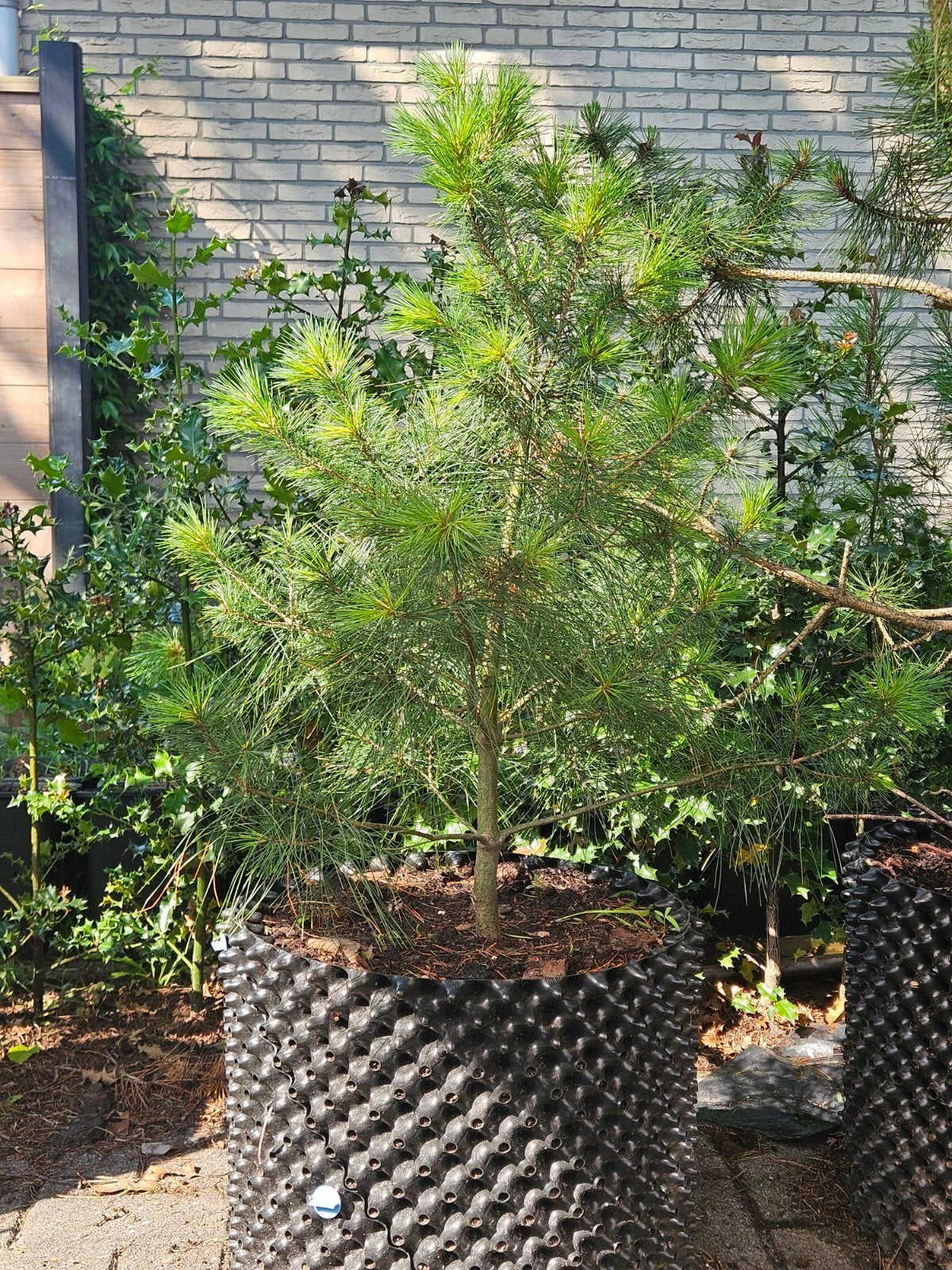 Pinus Strobus Weymouth Den, Tuin en Terras, Planten | Bomen, Overige soorten, 100 tot 250 cm, Volle zon, Bloeit niet, In pot, Ophalen of Verzenden