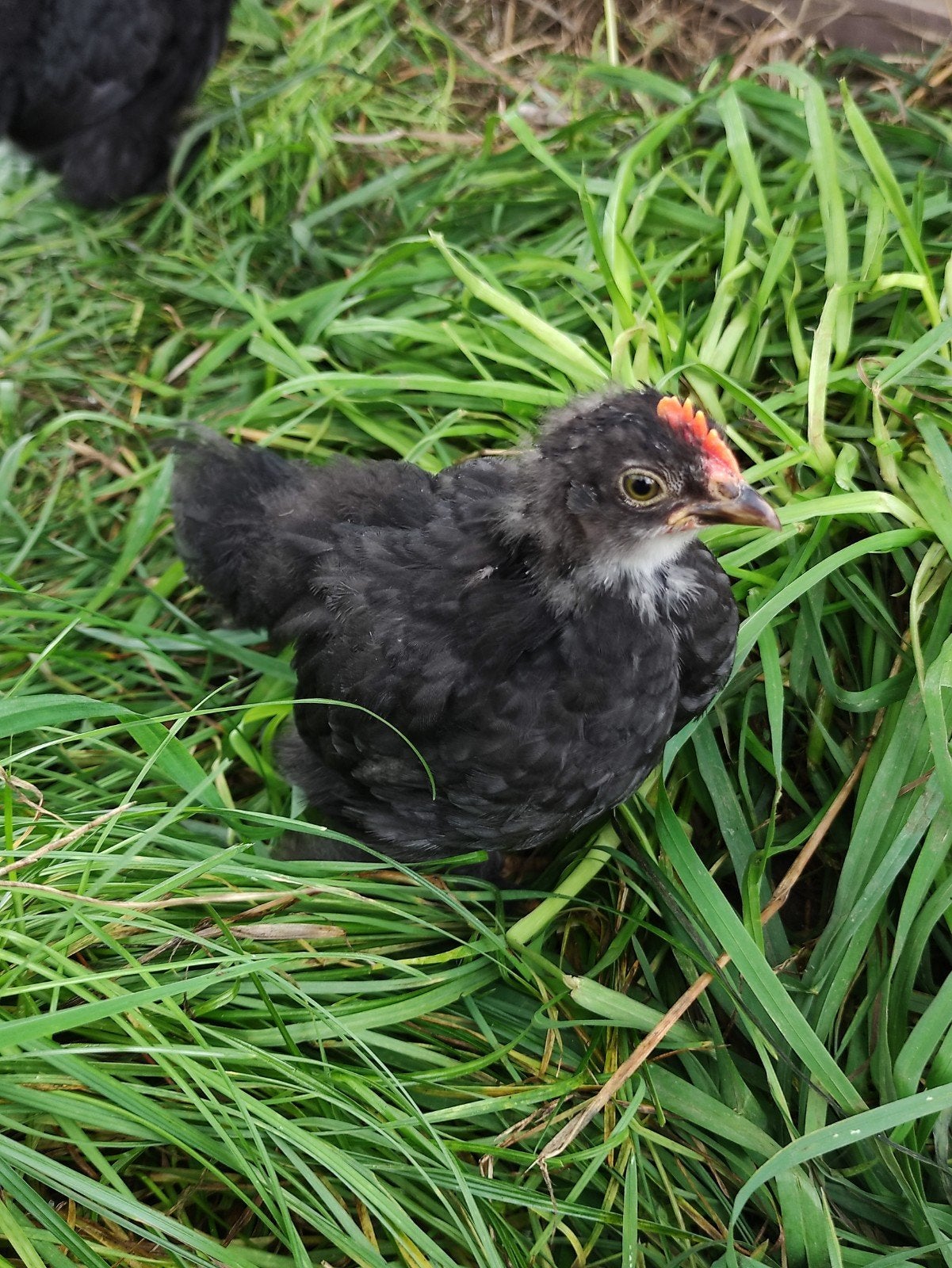 4 haantjes Cochin kip 5 weken oud, Mannelijk, Kip
