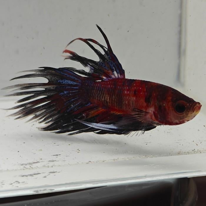 Betta splendens man 70, Dieren en Toebehoren, Vis