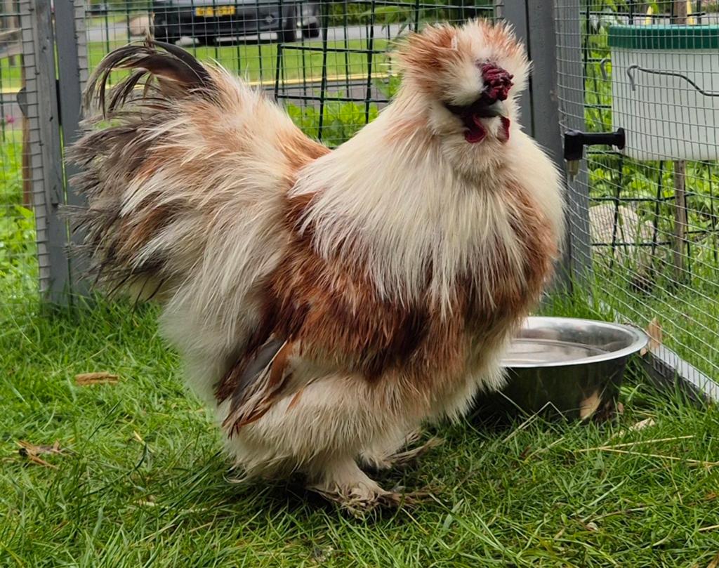 Zijdehoen haan, Dieren en Toebehoren, Pluimvee, Mannelijk, Kip