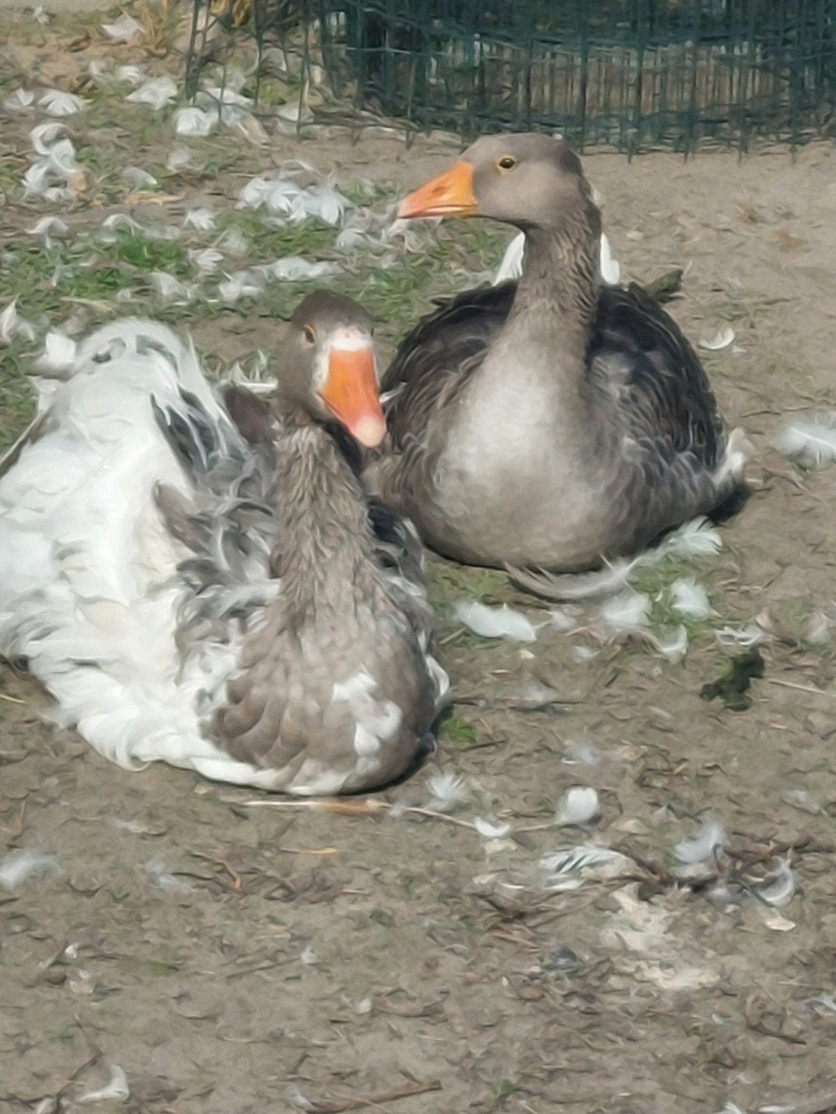 Krulveer/ sebastopol ganzen 2026, Dieren en Toebehoren, Meerdere dieren, Gans of Zwaan