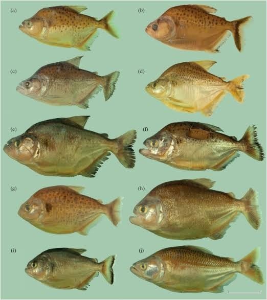 ik zoek serrasalmus soorten(piranha), Vis