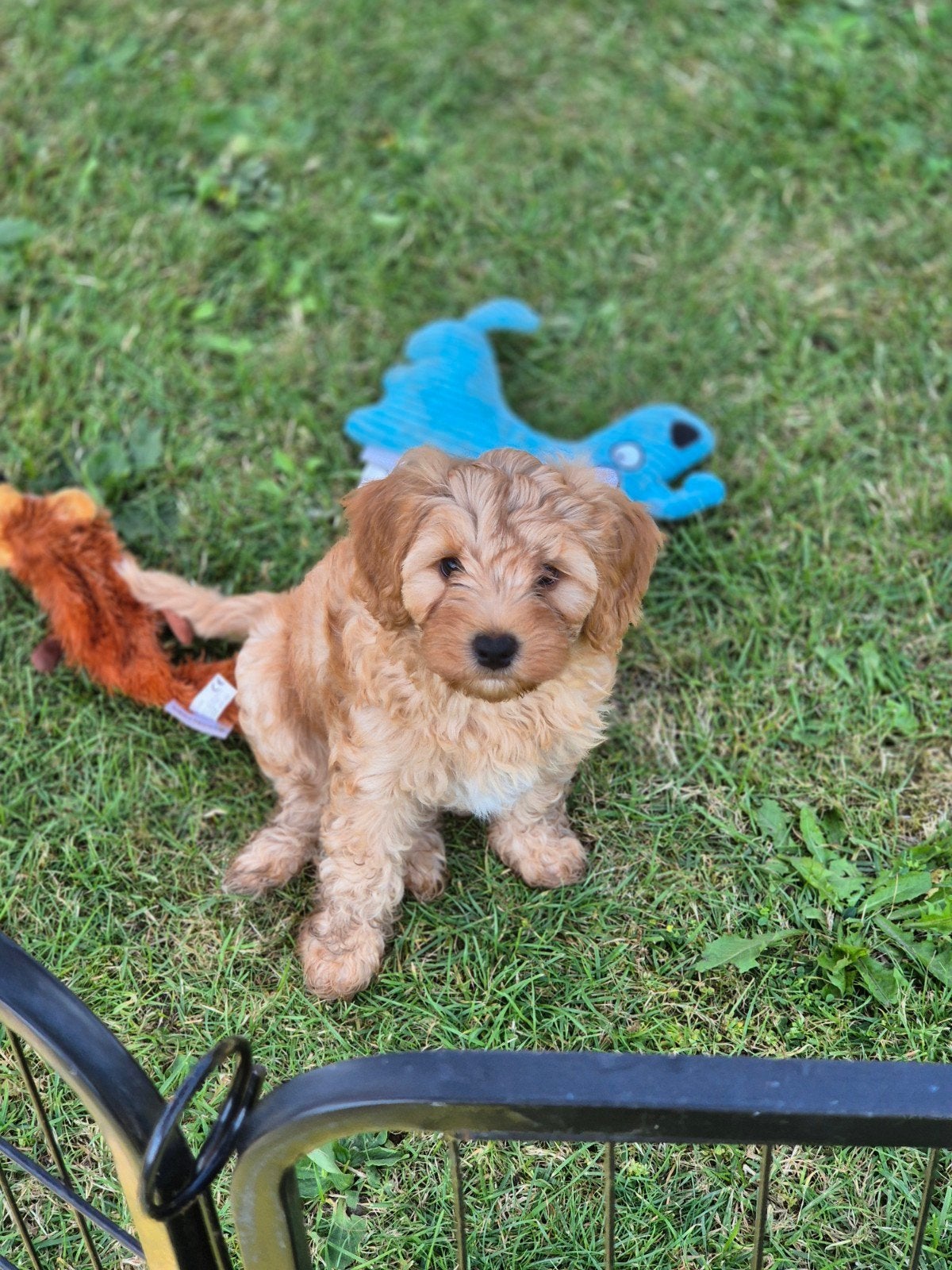 Prachtige Maltipoo pups, gereserveerd!!, Parvo, Nederland, Overige rassen, 8 tot 15 weken