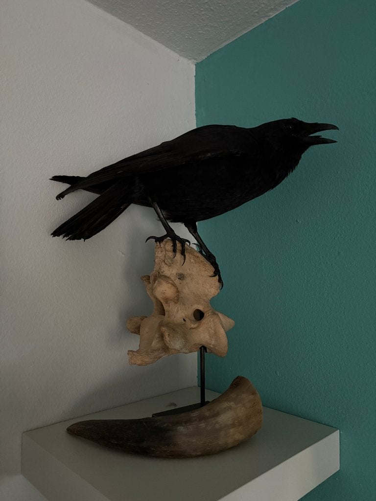 Opgezette kraai op bizon heup, Verzamelen, Dierenverzamelingen, Ophalen of Verzenden, Nieuw, Vogel, Opgezet dier