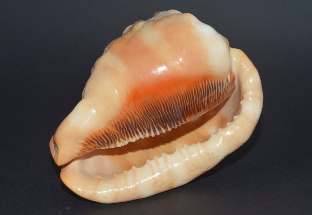 Prachtige Grote Rode Helmschelp (Cypraecassis rufa) -14.5 cm, Ophalen of Verzenden, Schelp(en)