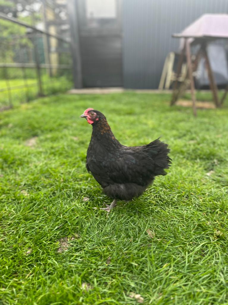 Orpington kriel haantje, Dieren en Toebehoren, Pluimvee, Mannelijk, Kip