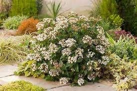 Viburnum Tinus Eve Price, Volle zon, Vaste plant, Winter, Ophalen
