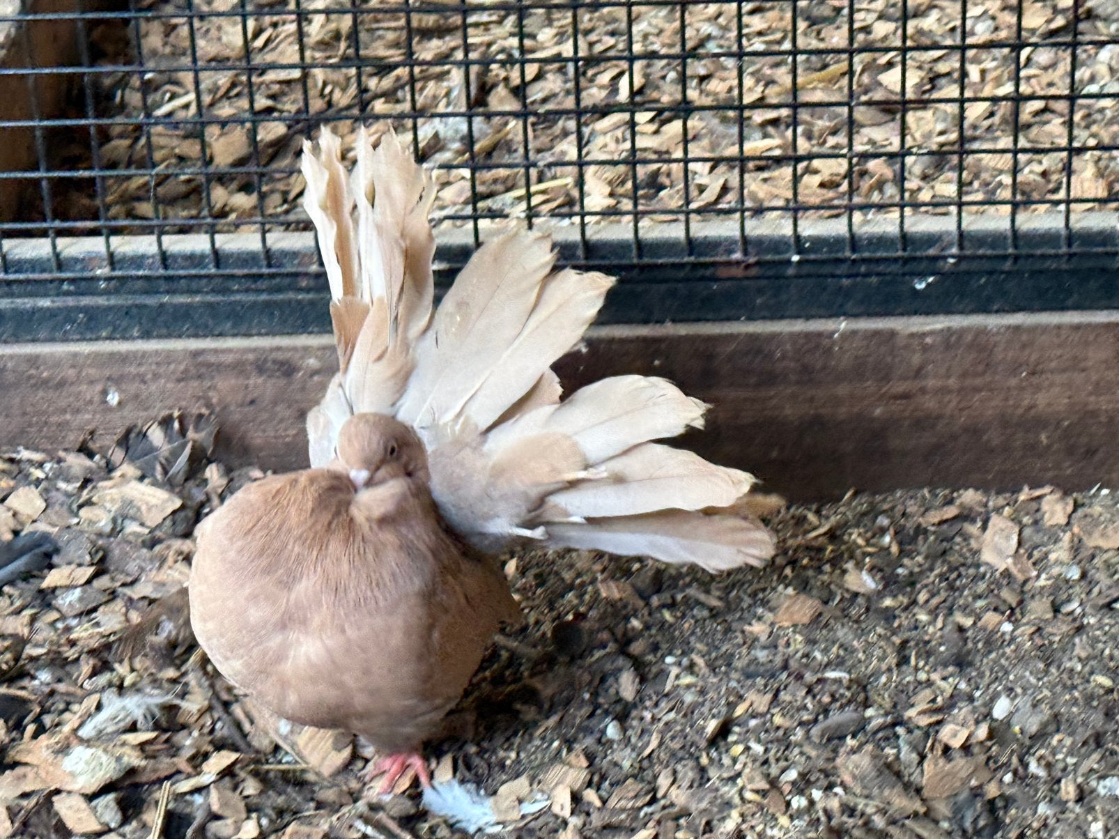 9 pauwstaartjes, Dieren en Toebehoren, Geslacht onbekend, Overige soorten